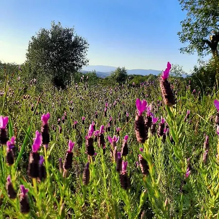 Bed & Breakfast Quinta Piteiras-turismo Rural Silves