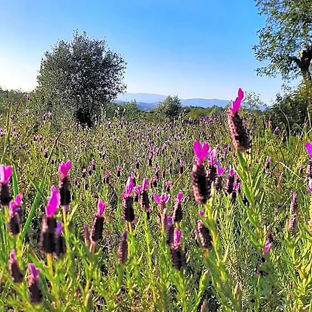 فندق مبيت وإفطار Quinta Piteiras-turismo Rural 4*